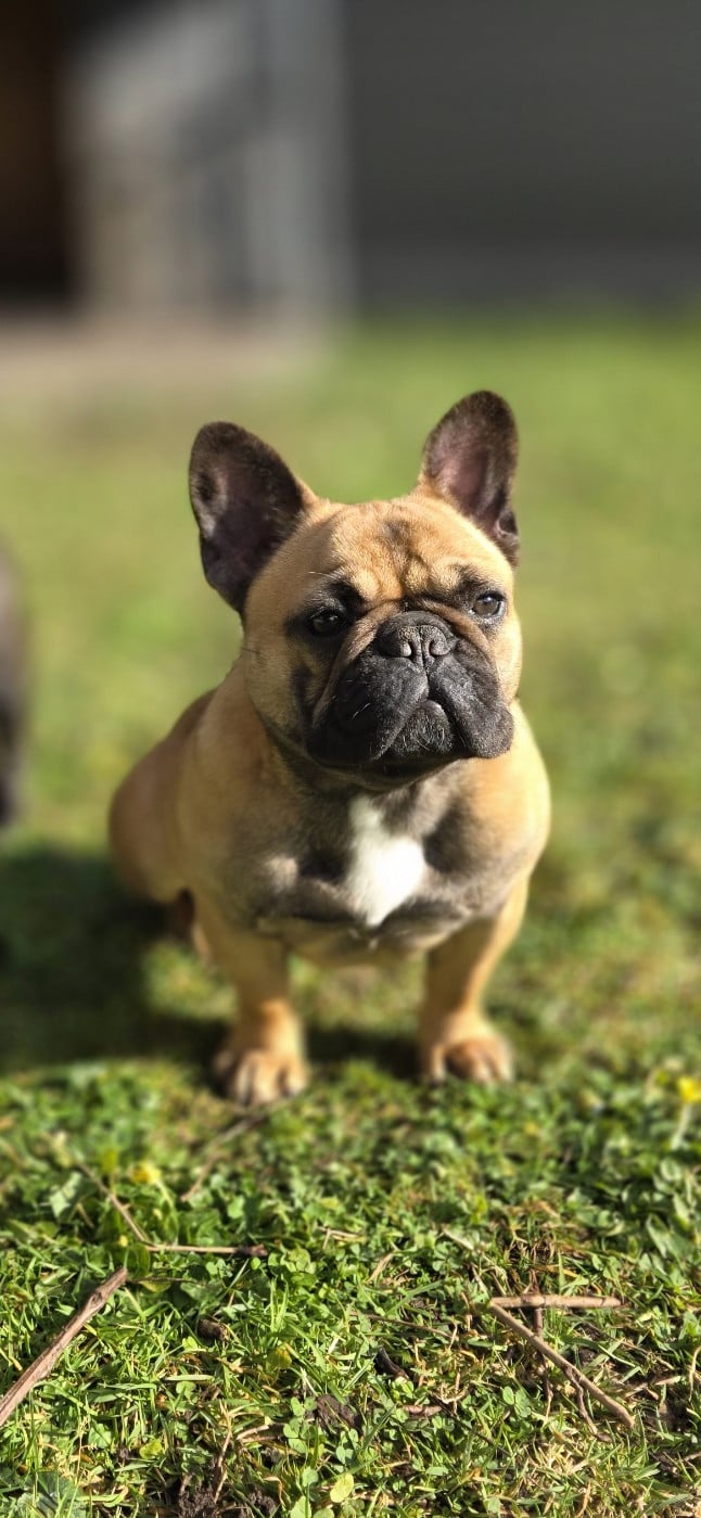 Victoire de la foret du vievre Des Merveilles D'la Montagne