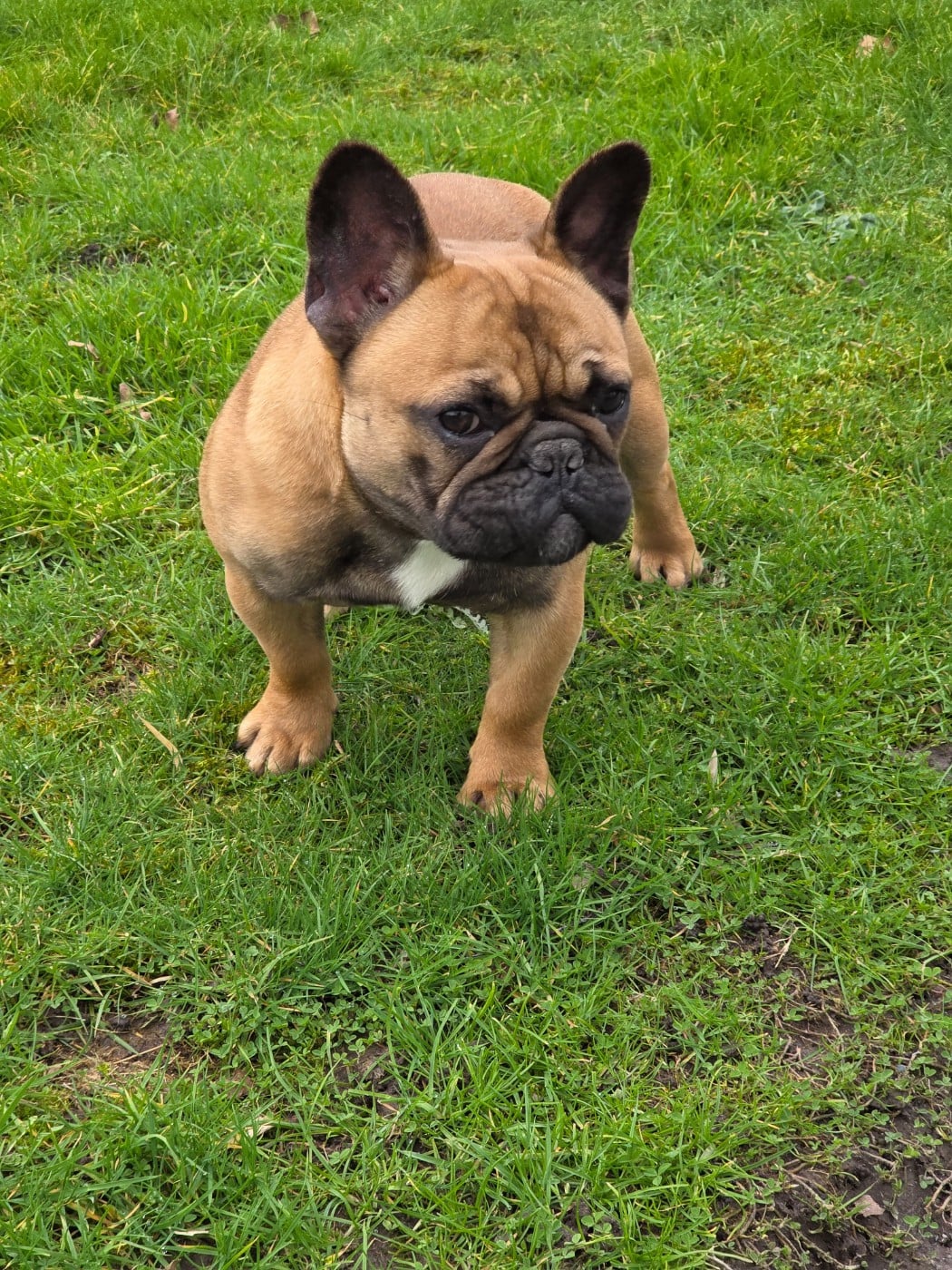 Victoire de la foret du vievre Des Merveilles D'la Montagne