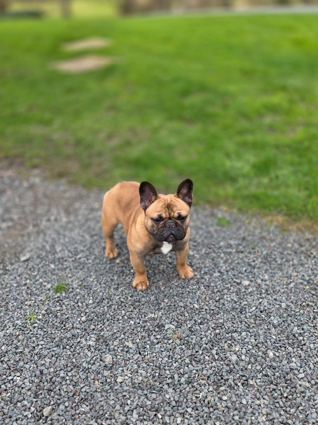 Victoire de la foret du vievre Des Merveilles D'la Montagne