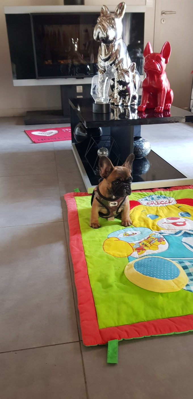 Victoire de la foret du vievre Des Merveilles D'la Montagne