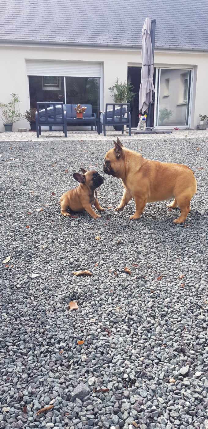 Victoire de la foret du vievre Des Merveilles D'la Montagne