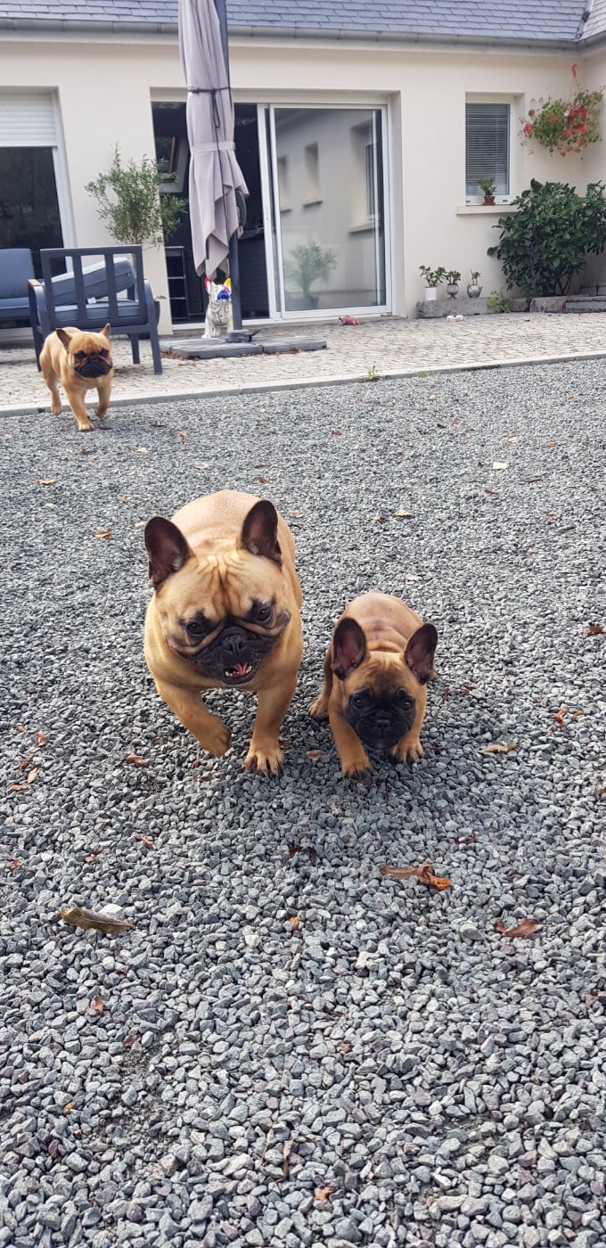 Victoire de la foret du vievre Des Merveilles D'la Montagne