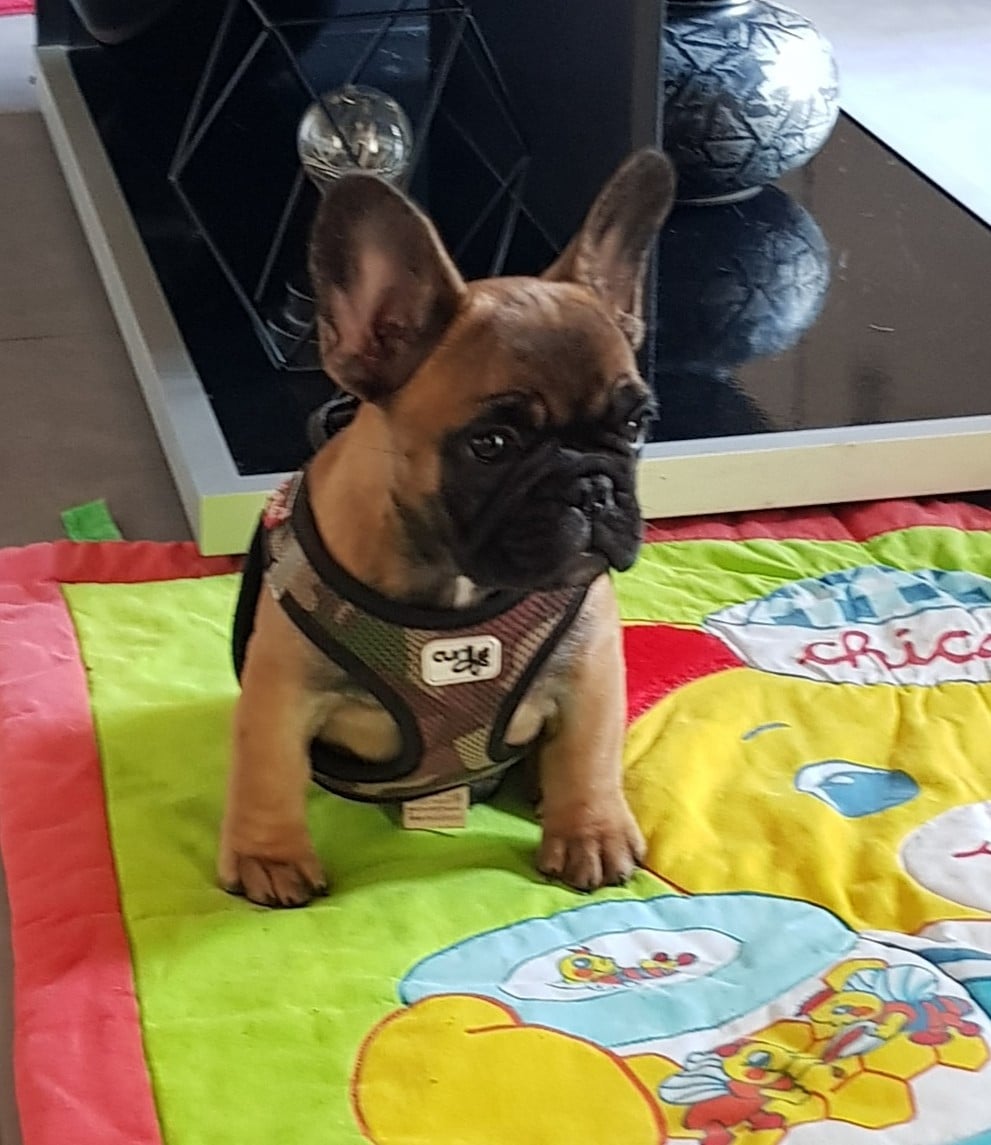 Victoire de la foret du vievre Des Merveilles D'la Montagne