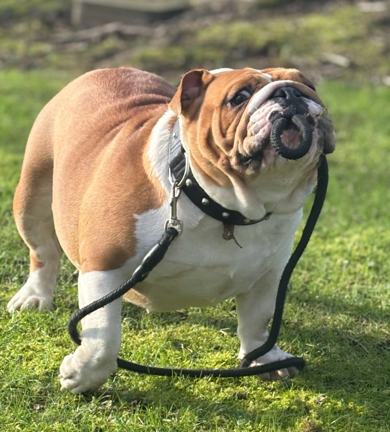 U'LOVE CHARLOTTE Des éclats De Cassiopée