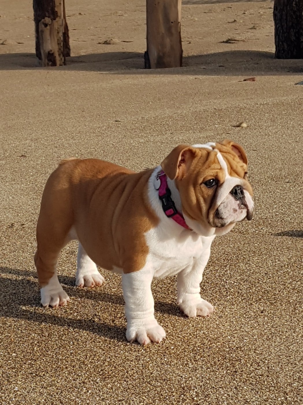 U'LOVE CHARLOTTE Des éclats De Cassiopée