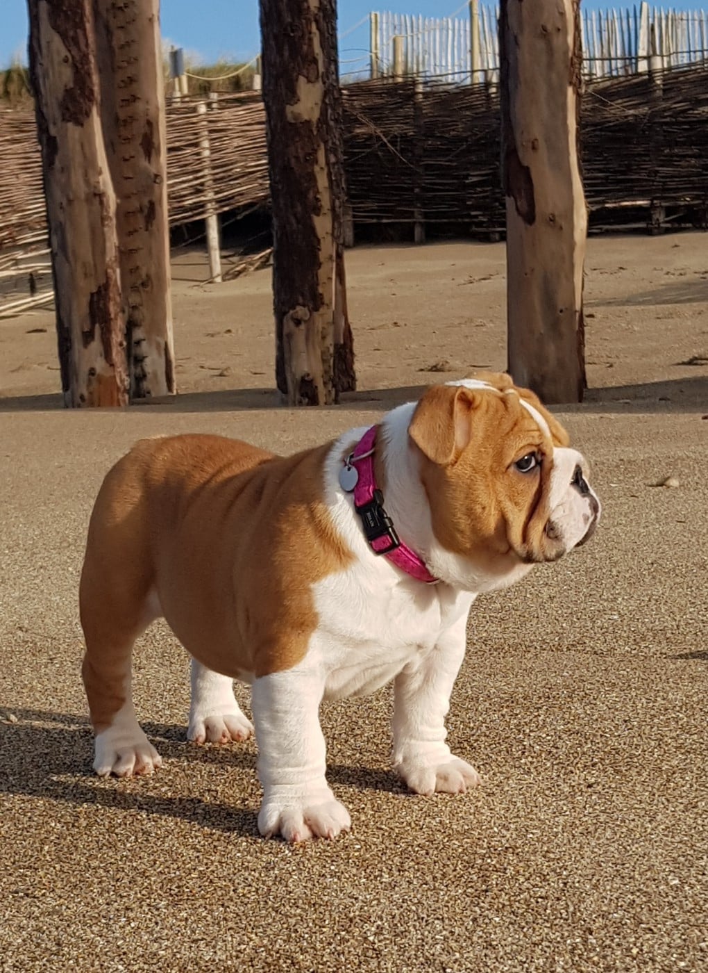 U'LOVE CHARLOTTE Des éclats De Cassiopée