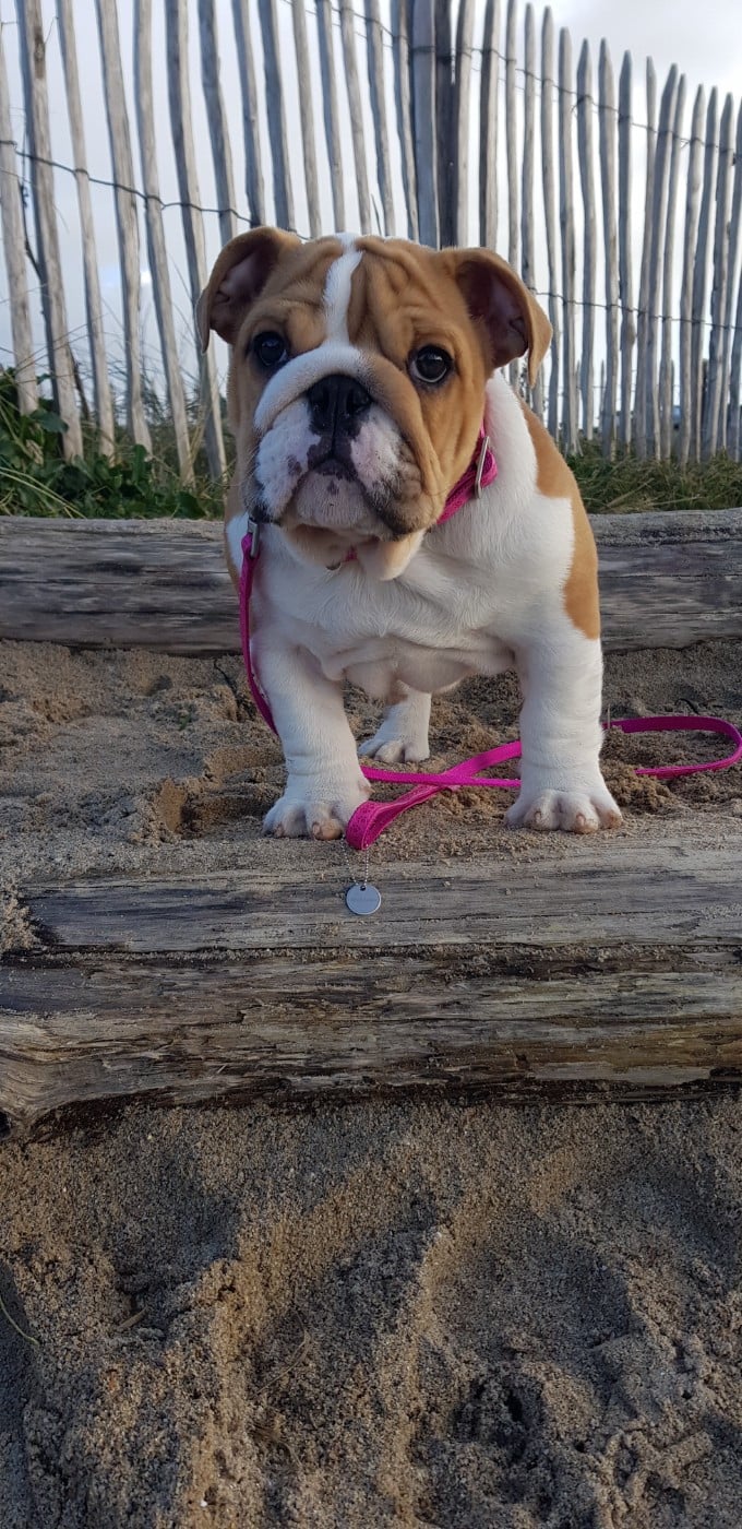 U'LOVE CHARLOTTE Des éclats De Cassiopée