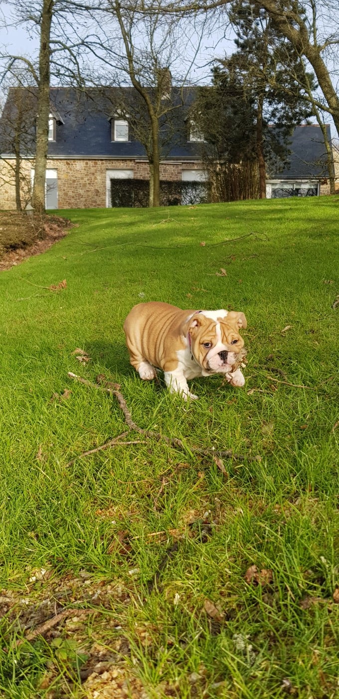 U'LOVE CHARLOTTE Des éclats De Cassiopée