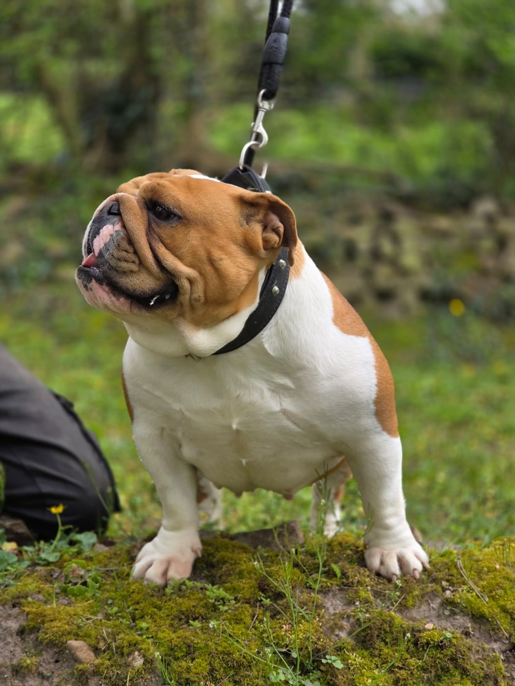 U'LOVE CHARLOTTE Des éclats De Cassiopée
