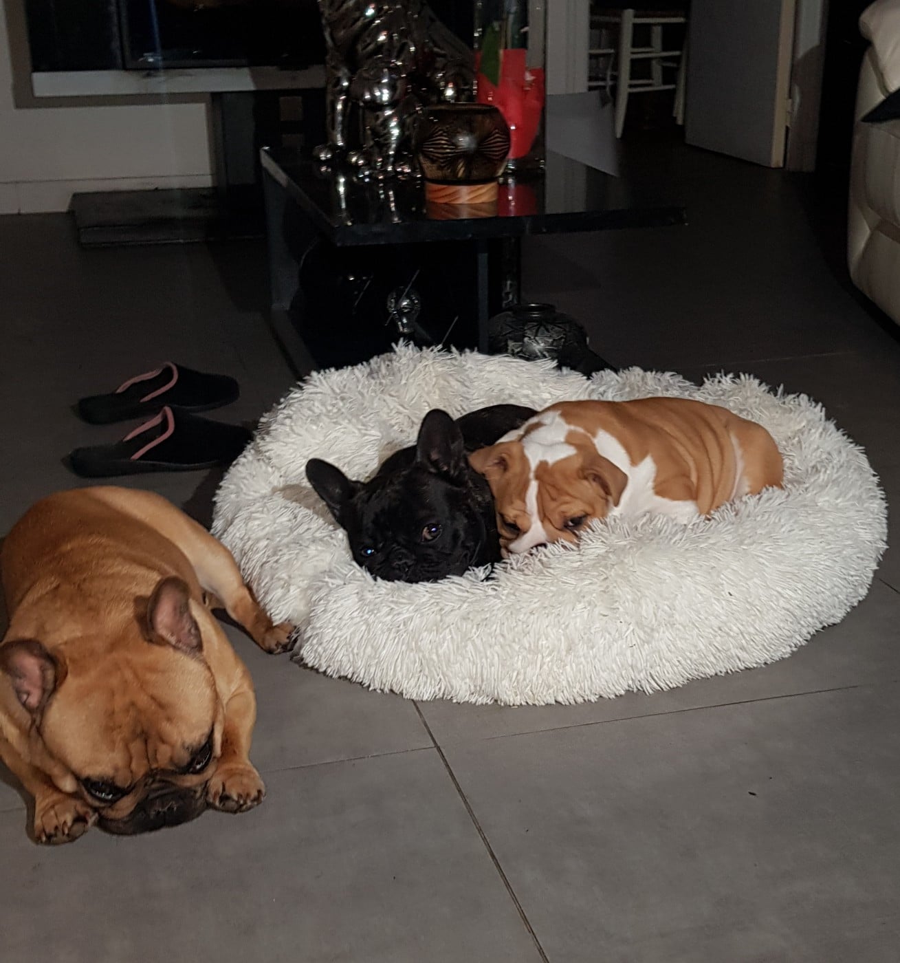 U'LOVE CHARLOTTE Des éclats De Cassiopée