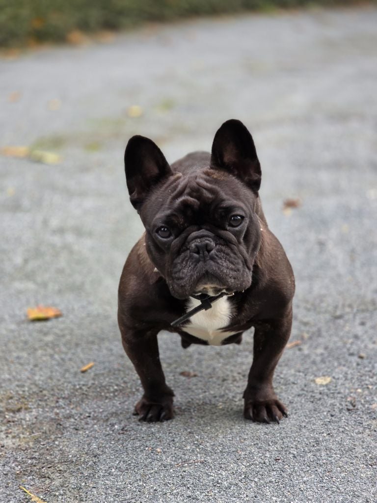 Savannah Des Merveilles D'la Montagne