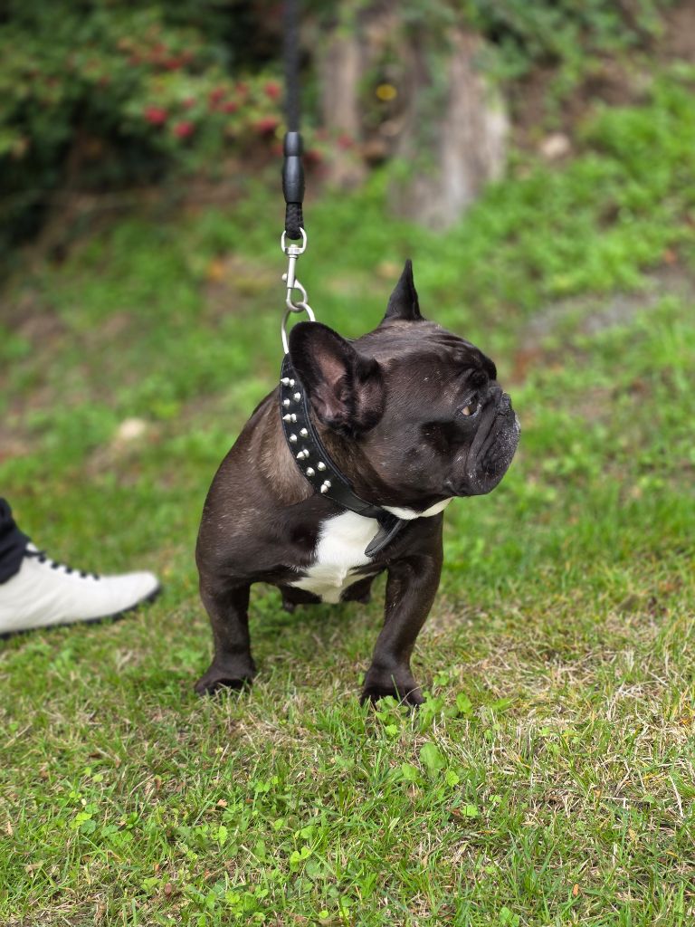 Savannah Des Merveilles D'la Montagne