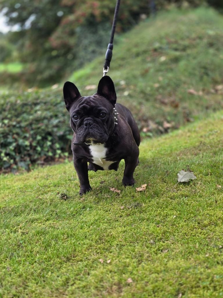 Savannah Des Merveilles D'la Montagne