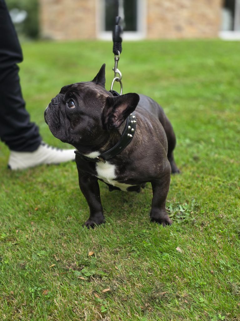 Savannah Des Merveilles D'la Montagne