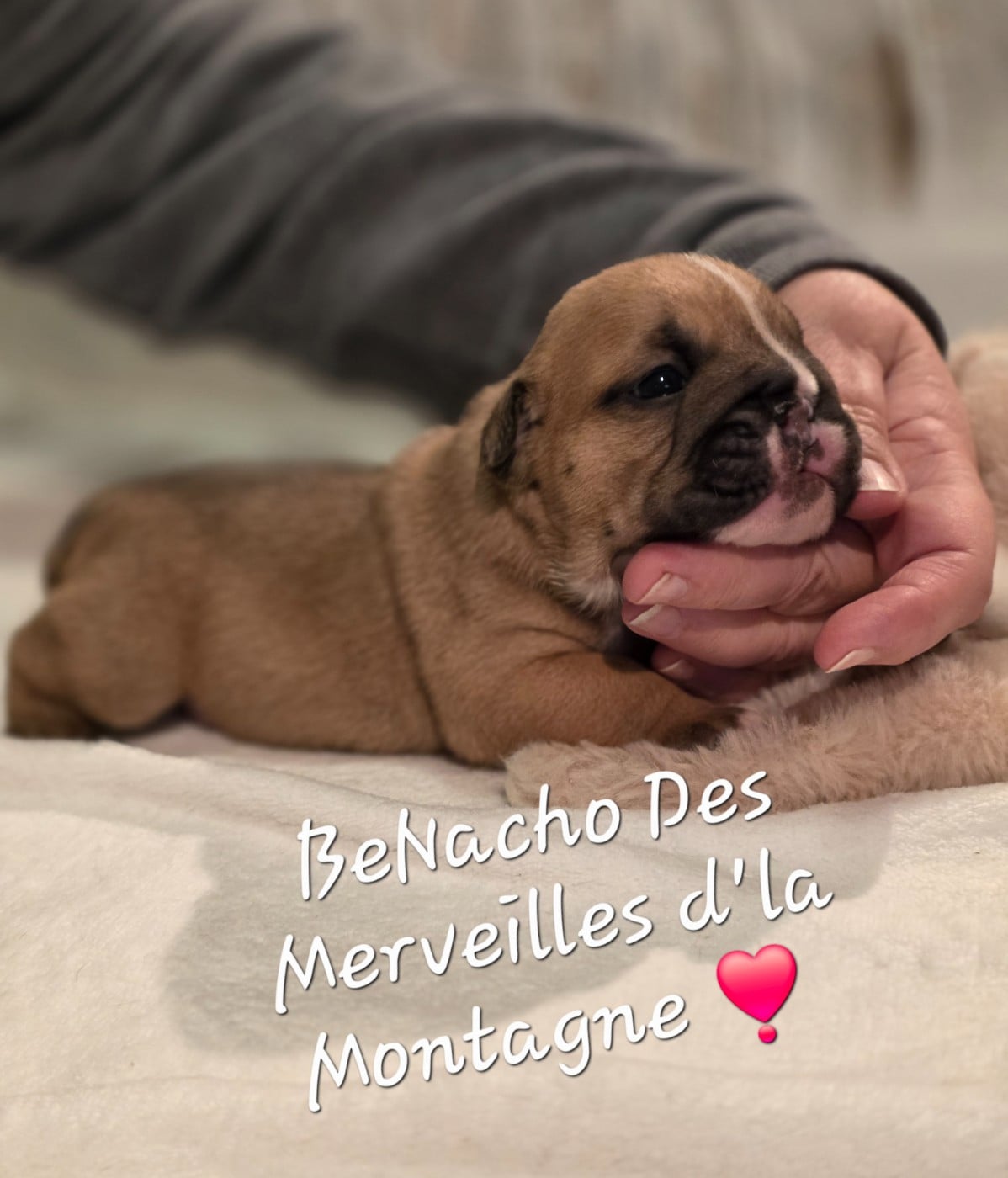 BeNacho