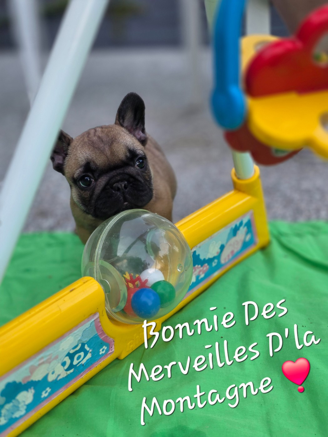 BONNIE