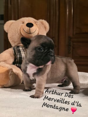 Les chiots de Bouledogue français