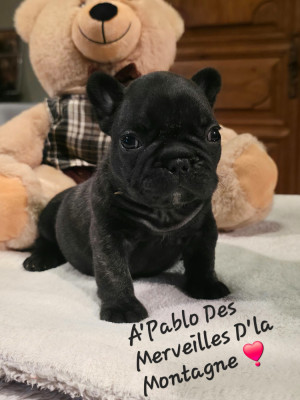 Les chiots de Bouledogue français