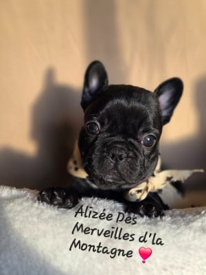 Les chiots de Bouledogue français