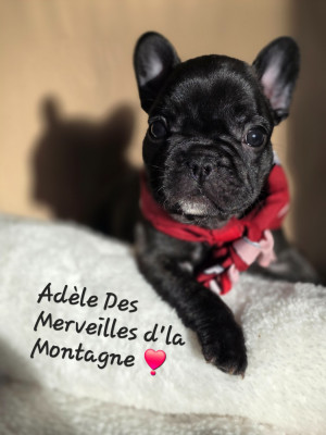 Les chiots de Bouledogue français