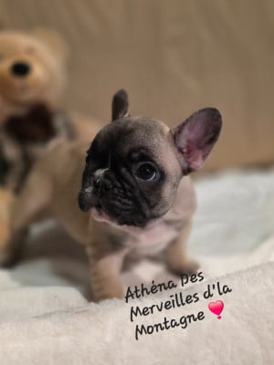 Les chiots de Bouledogue français