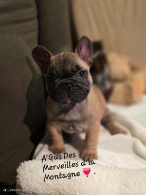 Les chiots de Bouledogue français