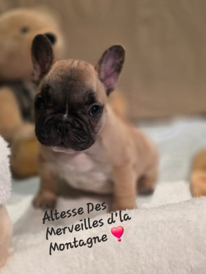 Les chiots de Bouledogue français