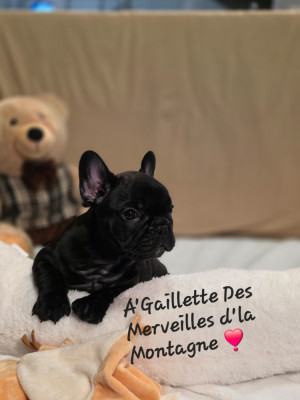 Les chiots de Bouledogue français