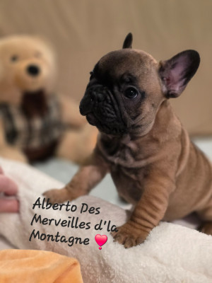Les chiots de Bouledogue français