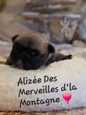 Les chiots de Bouledogue français