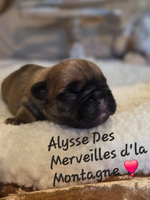 Les chiots de Bouledogue français