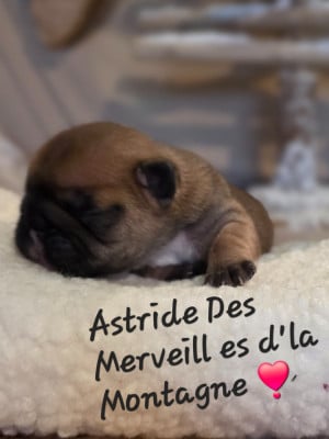 Les chiots de Bouledogue français