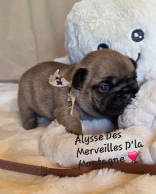Les chiots de Bouledogue français