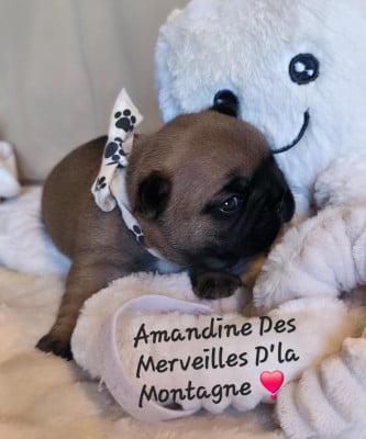 Les chiots de Bouledogue français