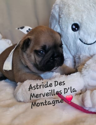 Les chiots de Bouledogue français