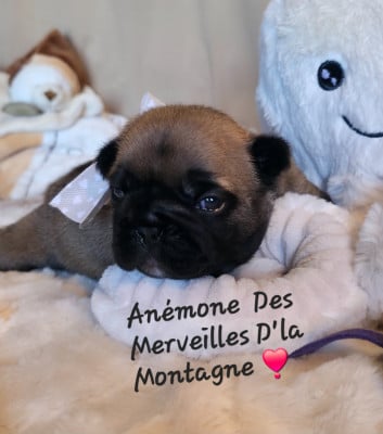 Les chiots de Bouledogue français