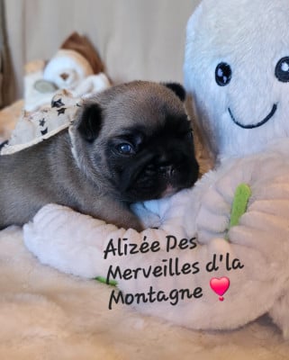 Les chiots de Bouledogue français