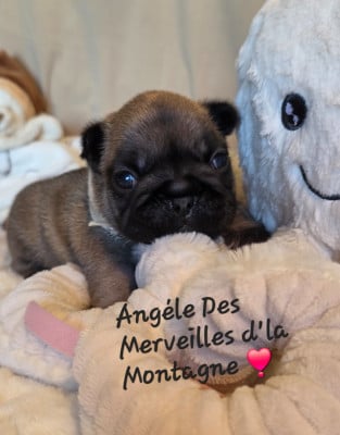 Les chiots de Bouledogue français