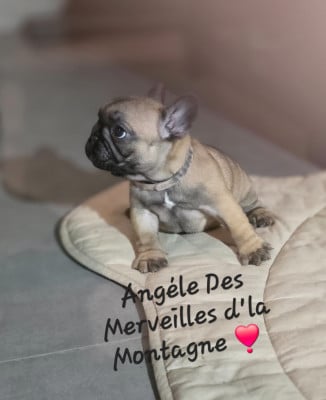 Les chiots de Bouledogue français