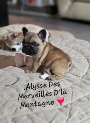 Les chiots de Bouledogue français