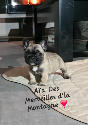 Les chiots de Bouledogue français