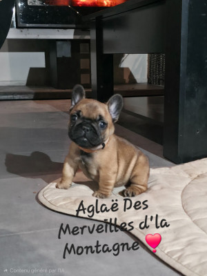 Les chiots de Bouledogue français
