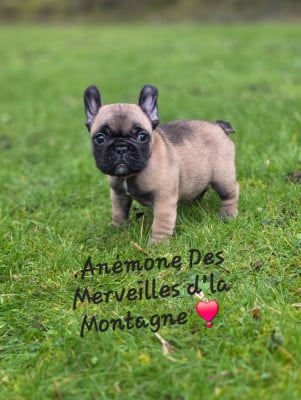 Les chiots de Bouledogue français