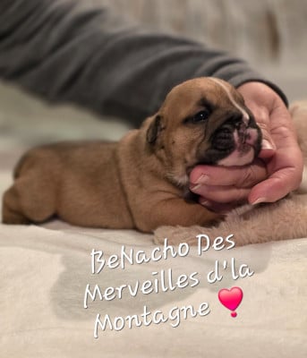 BeNacho - Bulldog Anglais