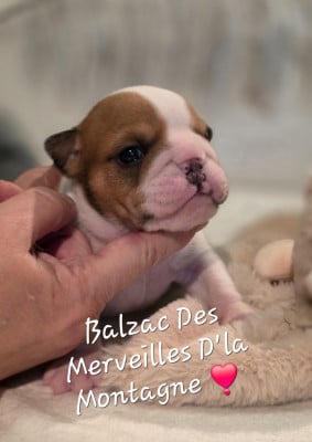 Balzac - Bulldog Anglais