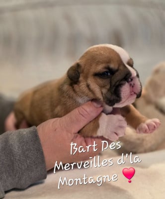 Bart - Bulldog Anglais