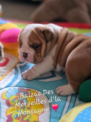 Les chiots de Bulldog Anglais