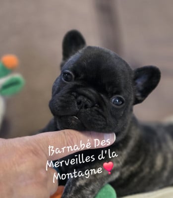 Les chiots de Bouledogue français