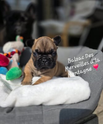 Les chiots de Bouledogue français