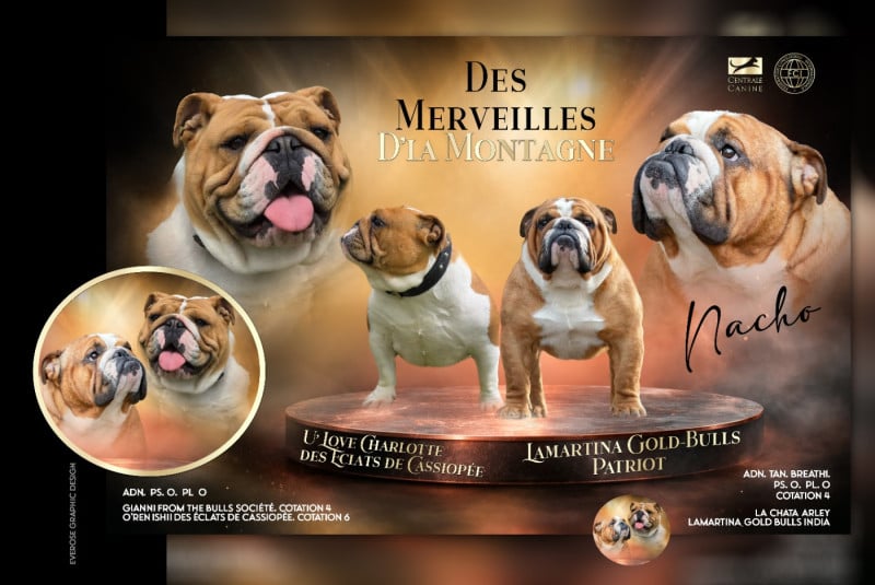Bulldog Anglais - Des Merveilles D'la Montagne